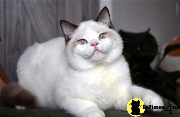 thechubbyfacedcat Picture 3